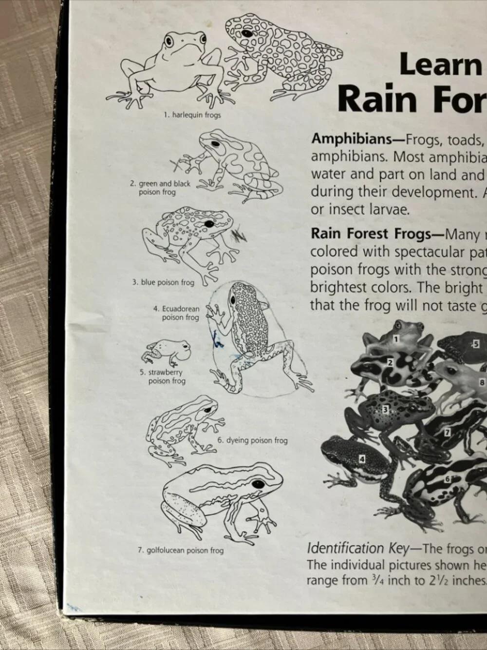 1996 Rainforest Frogs Floor Puzzle 50 Large Pieces 2'x3' Ages 4 and Up, EUC